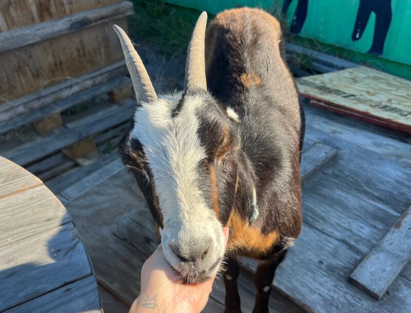 Image for the Tweet beginning:  Calpine is proud to